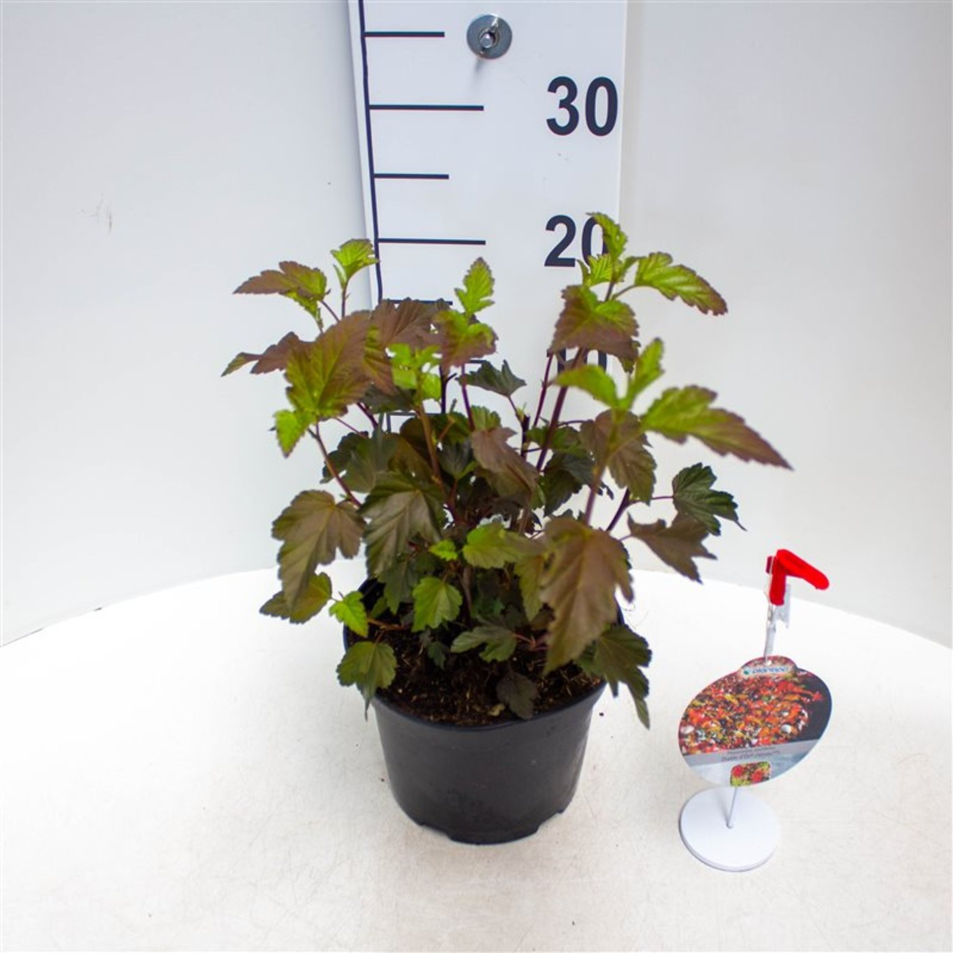Smällspirea – Physocarpus opulifolius 'Diabolo' - C3 30-40 CM